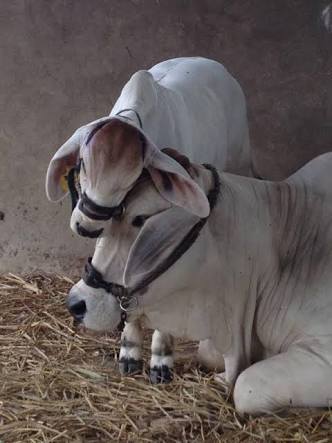 Dharma ~
"I never give up a person that is terrified,
nor one that is devoted to me,
nor one that seeks my protection,
nor one who is afflicted or destitute,
nor one that is weak in protecting oneself,
I shall never give up such a one till my own life is at an end."~ Yudhishthira