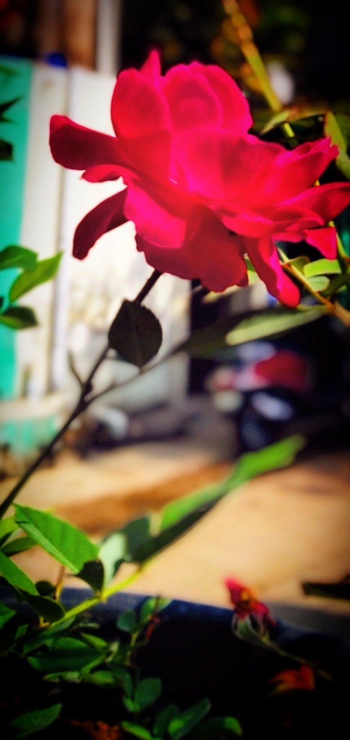  Honey singh  DaDa Happy birthday    