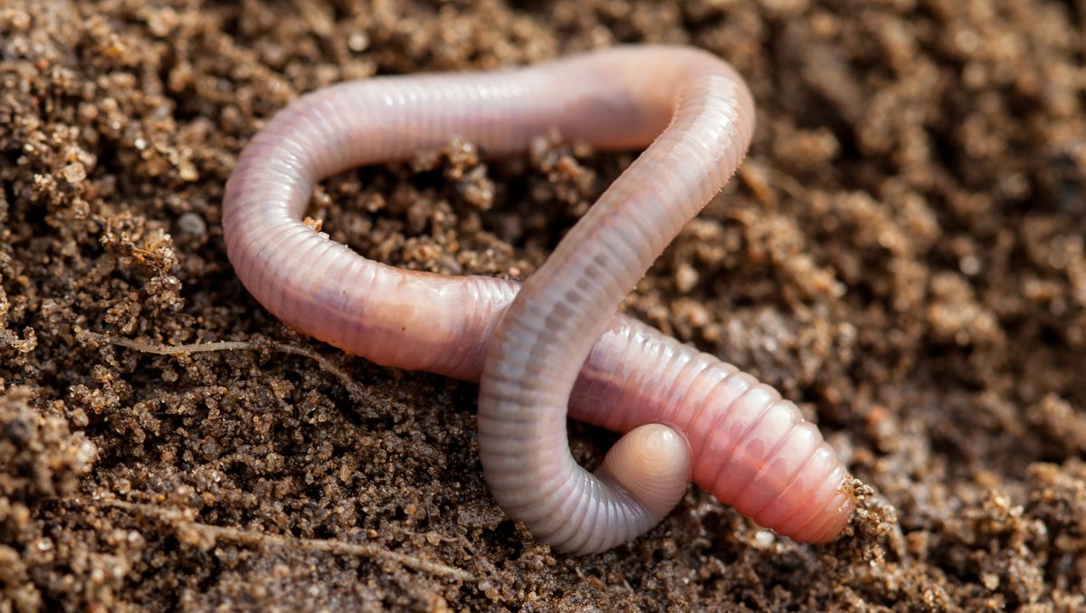 Earthworms are a great indicator of soil health. The more you have the better the soil. 

Planning on buying some? Worms prefer to stay in the same location and can struggle if moved. 

But by improving your own soil you can attract them to your garden.

#CompostWeekUK