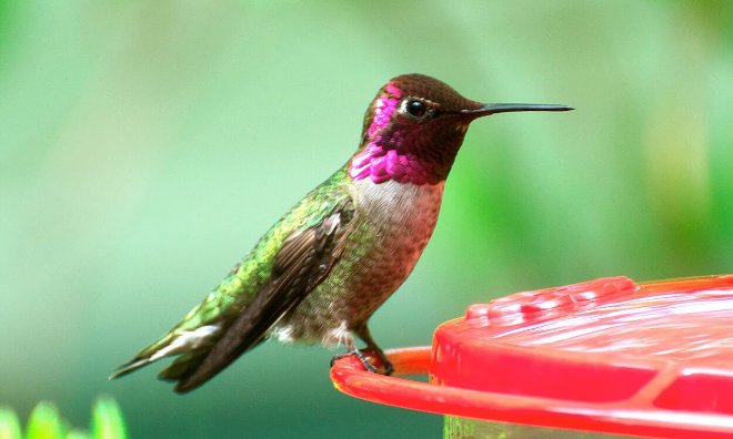 actress_4U's tweet image. #fact2

Hummingbirds can't walk.