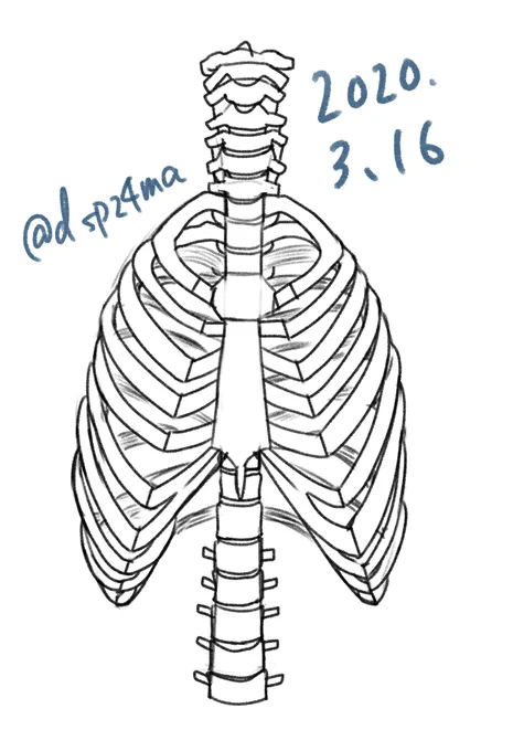 脊柱やら胸郭などを描いてみた。根気!! 