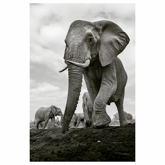 “Land of the Giants” - Mashatu Game Reserve, Botswana.
.
1/1600 sec at f/7.1, ISO 500 | Canon EOS-5D Mark II + EF16-35mm f/2.8L IS III USM lens | 18mm | Aperture priority, -1 EV
.
#mashatu #photomashatu #elephant #capturethewild #animalelite #splendid_an… ift.tt/3aZB7NK