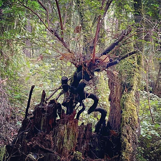 macieksmuga's tweet photo. Dancing wood spirit

#fallcreekunit #henrycowellstatepark #woodspirit #redwoods https://t.co/vyJ0ruSX5I https://t.co/j4LhVDzZ7I