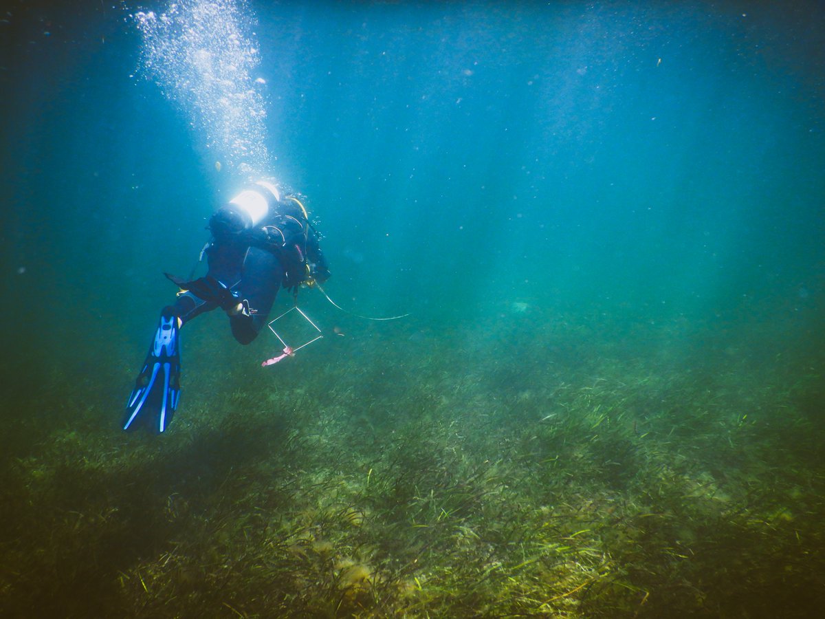Science_DBCA's tweet photo. Research Scientist @SeagrassSimone wasn’t just lion around this month! She was monitoring #seagrass in #Jurien Bay
These meadows support #fish communities, store carbon & protect our coastlines Australia-wide.
#Marinescience #scienceourWA #wildoz https://t.co/D4jzEtC93E