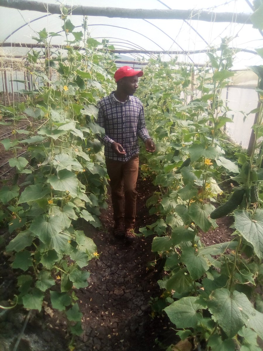 I love my job
Smart farming
Cucumber available
@FarmKenya254 @FarmersTrend @NjorogeAnnie @rodgers_kirwa @Maxwel_Kiptanui @PeterMunya @citizentvkenya @mtkenyatv @ntvkenya