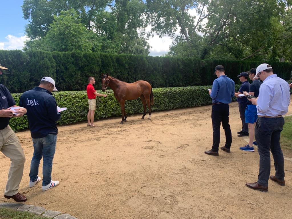 inglis_sales's tweet photo. A busy week of #InglisEaster inspections ahead! Today the team also paid a visit to @torryburnstud to view their 12 yearlings catalogued for the sale. https://t.co/Sfn0dunEHC
