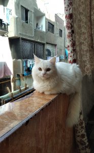#Likee #HelloLikee رامى الروبى is broadcasting a Magic Live, come and join in!s.likee.video/sid/721954616?…