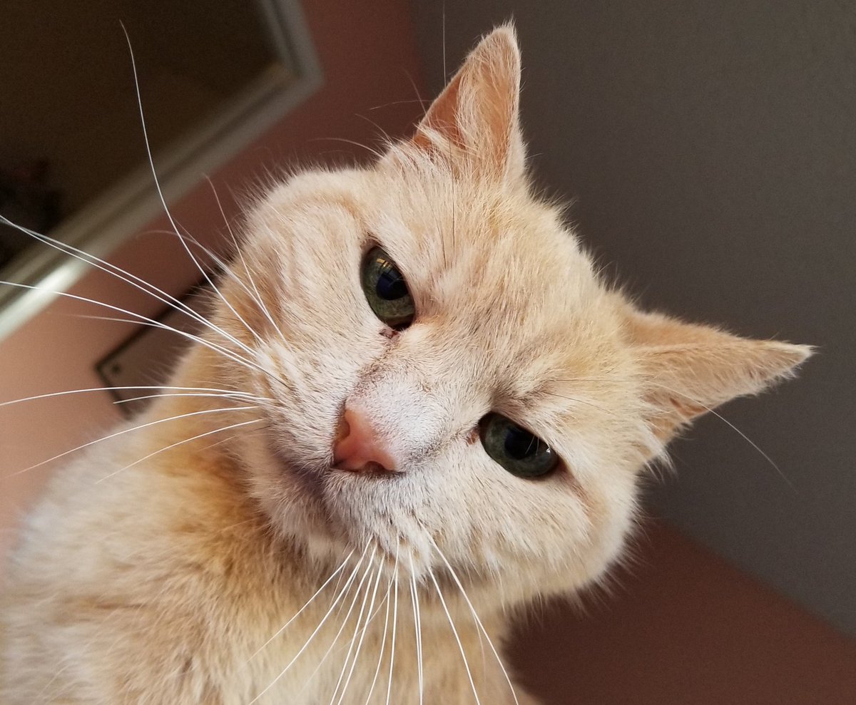 lovedogsandbeer's tweet photo. @StrayLiotta #AwkwardCat selfies: https://t.co/lLtw3IQ9TP