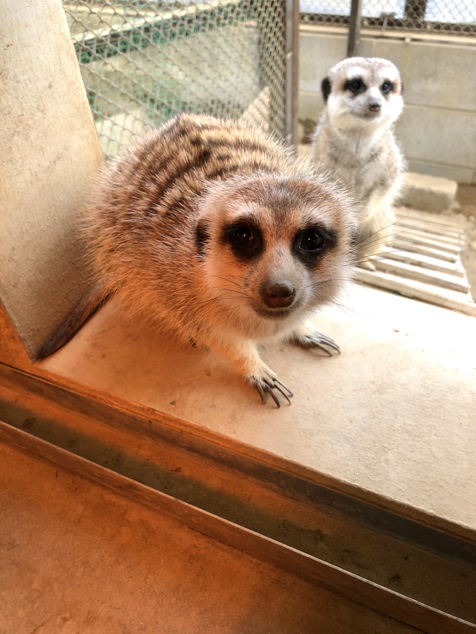 千葉市動物公園【公式】 on X: 