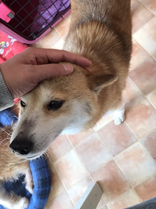 兵庫 エリア別 保護犬カフェ おすすめ4選 保護犬 保護猫の里親探しならワンニャイフ