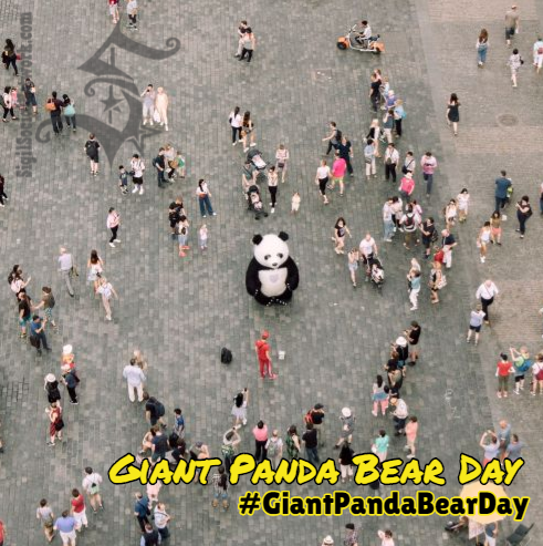 NetworkSigil's tweet photo. The Giant #Panda Bear is the most #adorable and loved #animal on the planet. It's a favorite stuffed animal of many kids and more than a few #adults. It makes perfect sense that a #specialday exists in their honor. #pandabear #pandaday #pandabearday #giantpandabearday #sigilvideo https://t.co/yIOn5iYspU