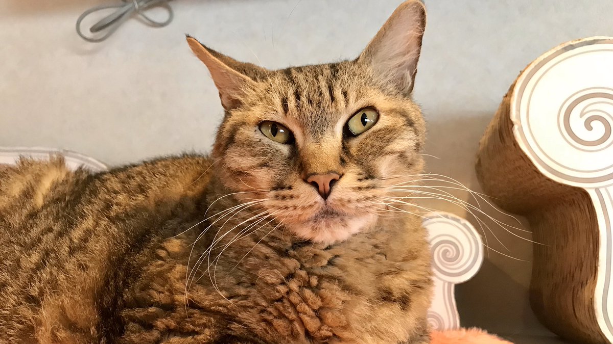 このあと16時〜【猫カフェ生放送】
本日は志木「猫カフェ ニャンシー」さんからお送りします。

冒頭から約15分間は無料でご覧いただけます。
【ニコ生】live2.nicovideo.jp/watch/lv324720…

無料部分はYouTubeでも配信！
【YouTube】youtu.be/Vdx0O4YYFiI