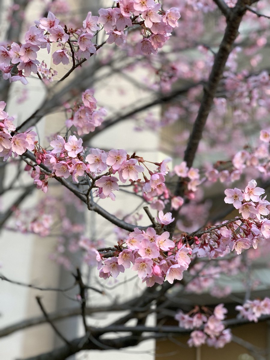 iclc15's tweet photo. Spring is coming, more silent than usual...  very best wishes for your health! https://t.co/91gryfSUPv