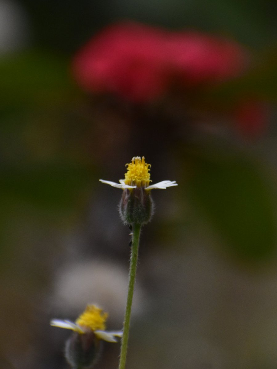 NepfSolutions's tweet photo. Tridax Procumbens

#pestcontroltelangana #bestpestcontrolhyderabad #bestpestcontrol #proffesionalpestcontrol #pestcontrolservices #pestcontrolprofessionals #pestcontrol #pestcontrolservice #pestcontrolhyderabad #bestpestcontrolhyderabad #pestfree #pestfreezone #naturelover https://t.co/LPDsqKQZGF