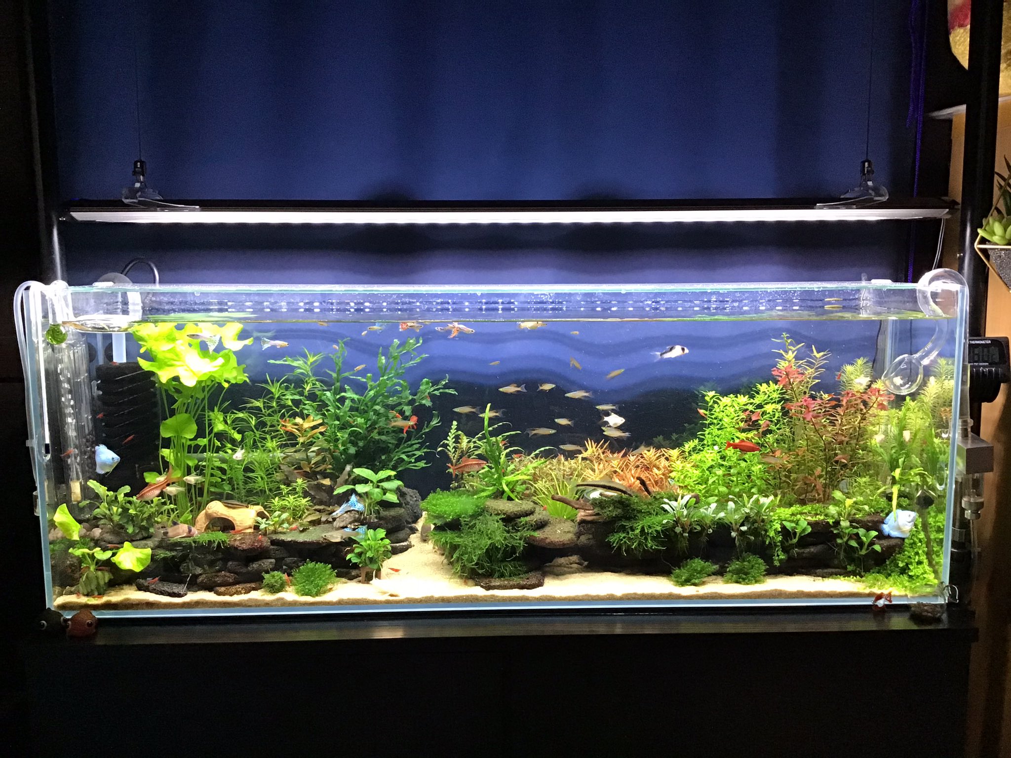 むっつー 水槽を見ながら コーヒーを飲んでいて 混泳過密水槽になってしまった にぎやか過ぎ 水換えは 明日にしようと思う アクアリウム 水草水槽 熱帯魚 スライス溶岩石レイアウト T Co Z6kd1v0tbp Twitter