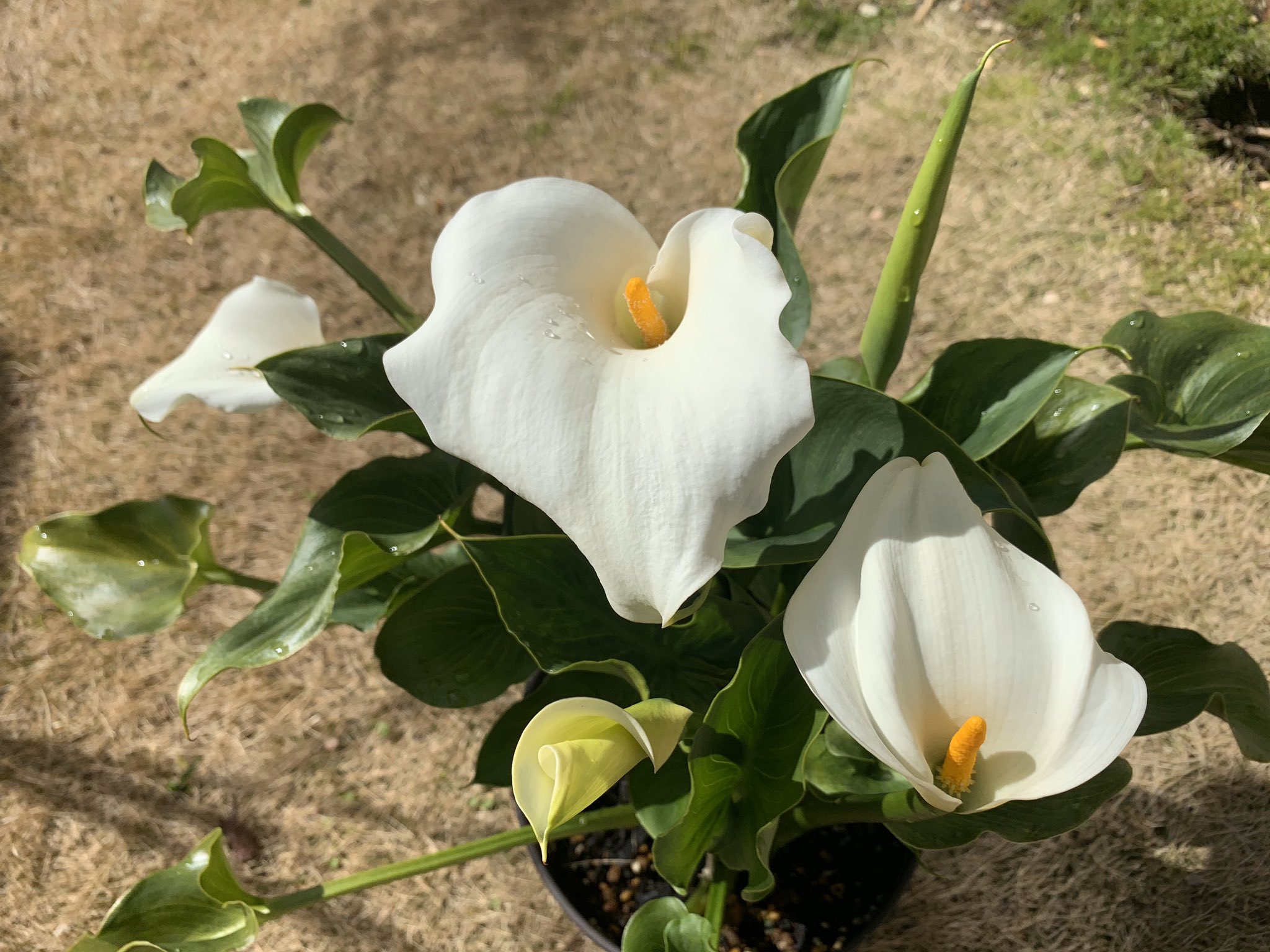 Koriku 007 久しぶりに 夜まで 時間が取れたので 湿地性カラー を植え替えします やるぞぉ カラーリリー 湿地性カラー 花 T Co Qc9hgysgkd Twitter