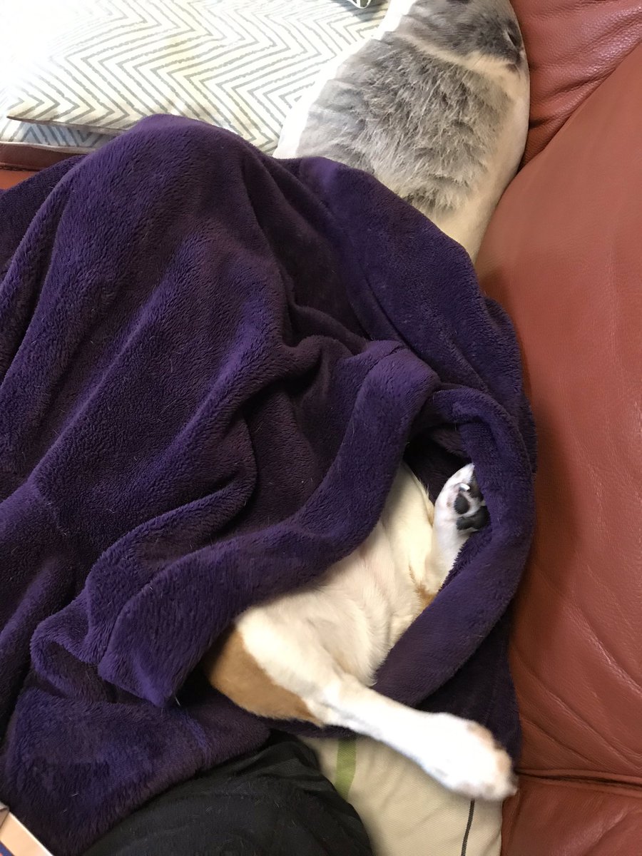 #MondayMood #beagle #IamSoTired #DoNotDisturb