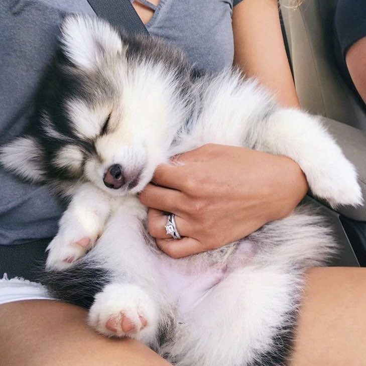 yohangyulnet's tweet photo. please,, whenever you compare them with puppies I literally can hear myself bawling,, i'm not the strongest yhg stan you know 😭 https://t.co/dJ8fqOkaLR