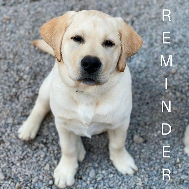 A brief reminder that we are closed for all services until at least Monday the 23rd. If you have a dog to pickup from boarding, there is a number of our staff member on duty at the front door. Thank you! ift.tt/2IPC7bd