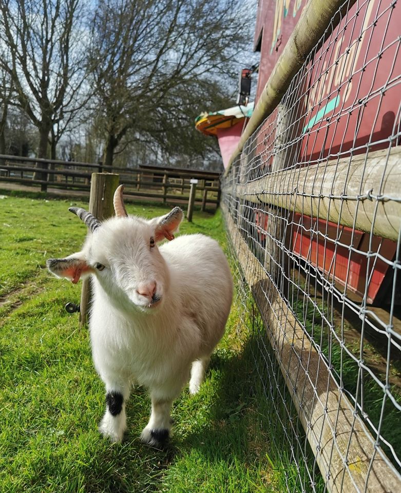 Lovely Lunar! Like butter wouldn't melt... !! Lunar is quite the character & settling into her new home really well. Have you visited her yet?? Animals start to return with Lambs due end of March, Donkeys end of April! Millets Farm Animal Walkway