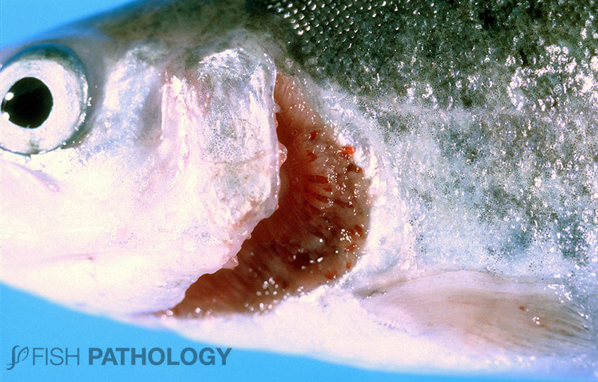 VehiceLab's tweet photo. Nueva publicación sobre "Acortamiento opercular en peces" en #FishPathology. Para acceder al artículo completo, haz click en el siguiente link: https://t.co/bvGMnyQZSP https://t.co/6WaFxQf2TI