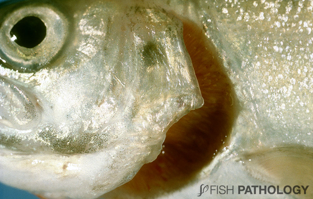 VehiceLab's tweet photo. Nueva publicación sobre "Acortamiento opercular en peces" en #FishPathology. Para acceder al artículo completo, haz click en el siguiente link: https://t.co/bvGMnyQZSP https://t.co/6WaFxQf2TI
