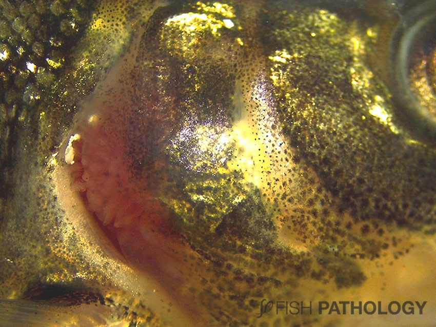 VehiceLab's tweet photo. Nueva publicación sobre "Acortamiento opercular en peces" en #FishPathology. Para acceder al artículo completo, haz click en el siguiente link: https://t.co/bvGMnyQZSP https://t.co/6WaFxQf2TI