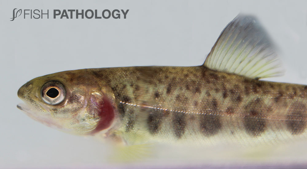 VehiceLab's tweet photo. Nueva publicación sobre "Acortamiento opercular en peces" en #FishPathology. Para acceder al artículo completo, haz click en el siguiente link: https://t.co/bvGMnyQZSP https://t.co/6WaFxQf2TI
