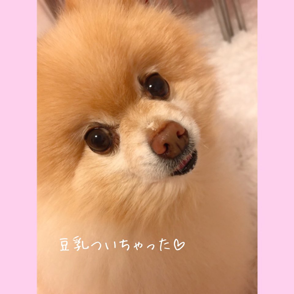 coropon2009's tweet photo. ごちそうさまでした❤️

#お鼻に豆乳ついちゃった #ポメラニアン
#コロポン　#仲良し #多頭飼い
#love #ごちそうさまでした https://t.co/ceNmqovxor