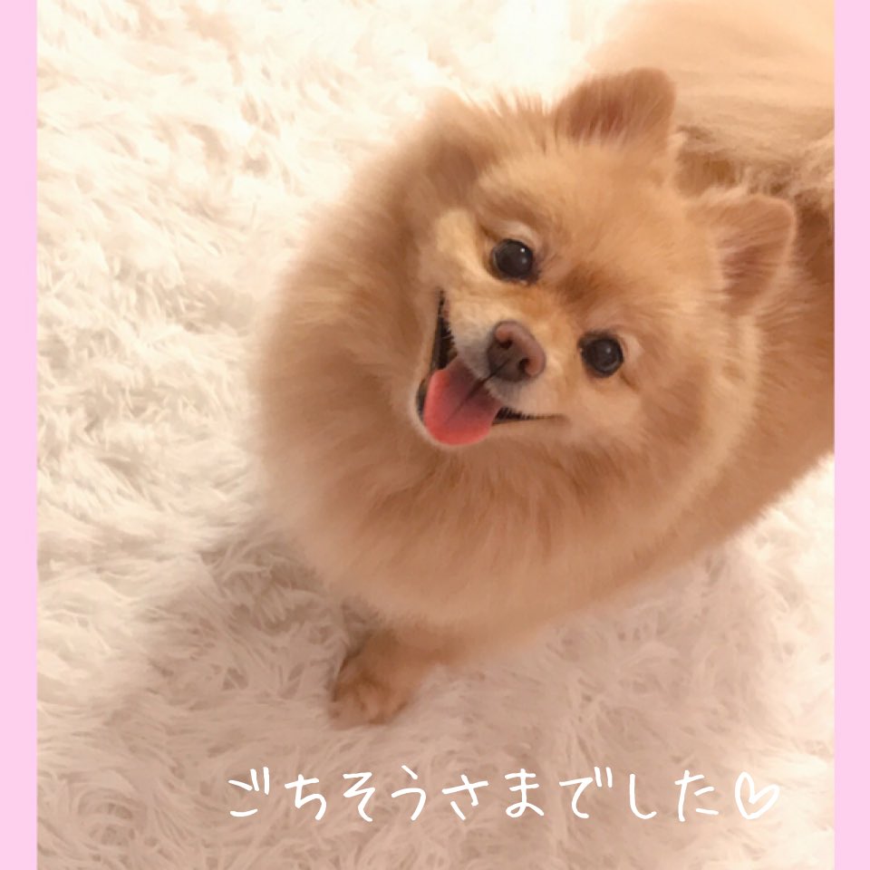 coropon2009's tweet photo. ごちそうさまでした❤️

#お鼻に豆乳ついちゃった #ポメラニアン
#コロポン　#仲良し #多頭飼い
#love #ごちそうさまでした https://t.co/ceNmqovxor