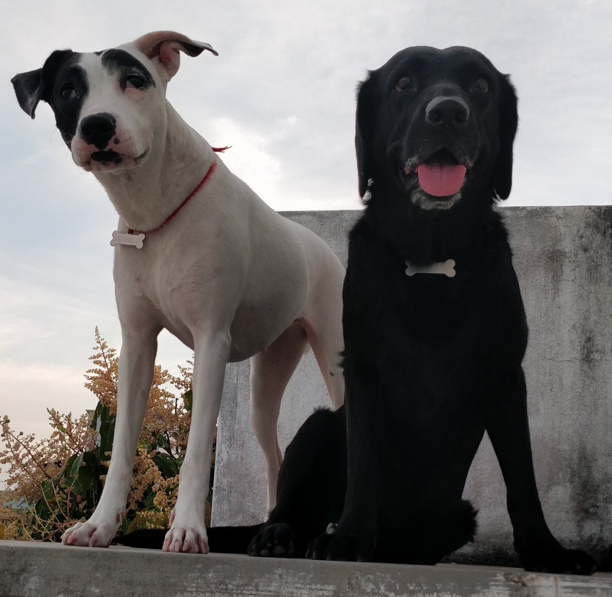 SandhyaSridhar's tweet image. Whatdodeymeen, just a dog? my babies just can't figure that phrase!