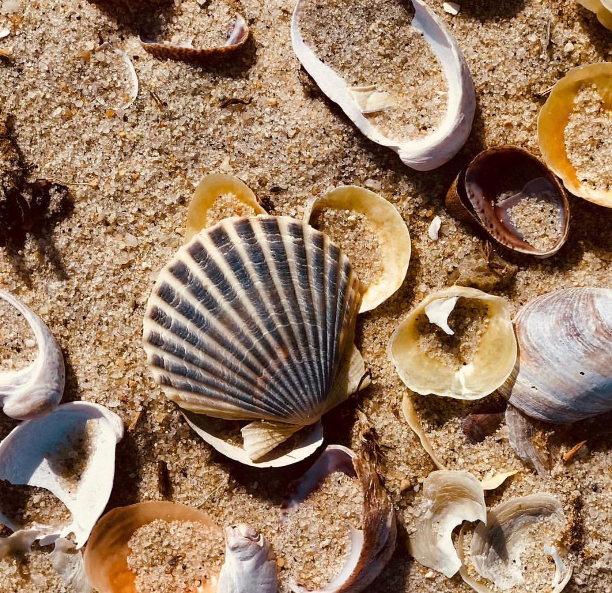 #MustSeeMonday:  Seashells by the seashore.  Do you love strolling the beautiful #Vineyard beaches for shells?  Show us a pic of your favorite treasures below!  🐚

Book your 2020 #KelleyHouseMV getaway today:  bit.ly/KelleyHouseWeb…