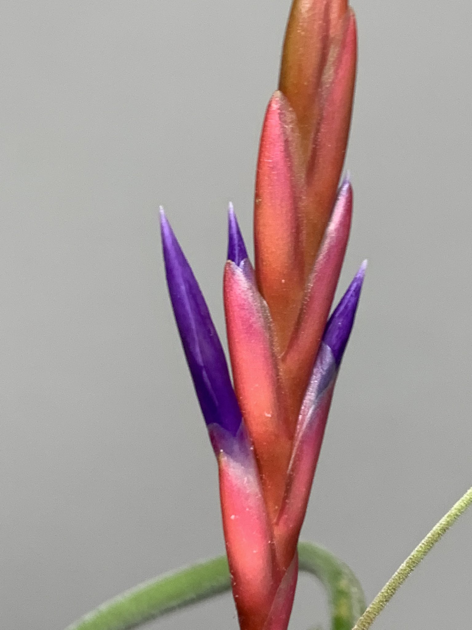 ミコ ヴォイド チランジア カプトメデューサ 花がすごい伸びてるけどどのタイミングで咲くんだろうか ミコ ヴォイド チランジア カプトメデューサ 花がすごい伸びてるけどどのタイミングで咲くんだろうか