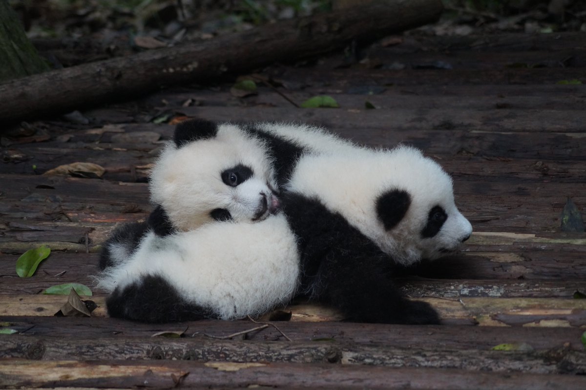 Amnet New York Auf Twitter アメリカの今日は何の日 今日3 16 月 は National Panda Day National Artichoke Hearts Day ふわふわでかわいい 癒し系赤ちゃんパンダに目がハート って方は そうでない方も いいね アムネットアンケート アムネット 今日