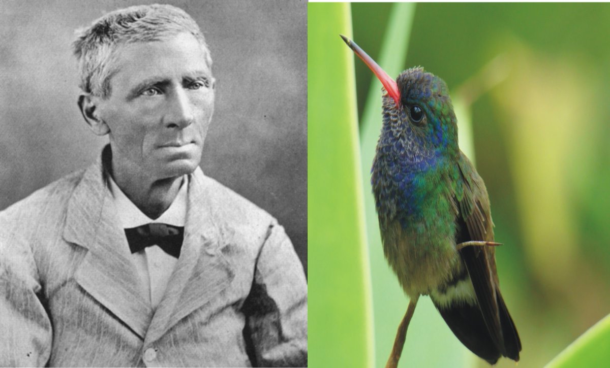 Imagen: red social X. 1895. Se inaugura en el Instituto de La Habana el Museo Zoológico Cubano, con obras del científico alemán Juan Cristóbal Gundlach.