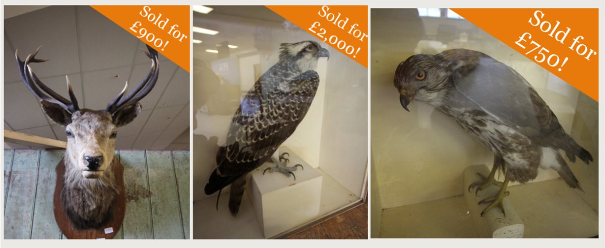 PFKAuctions's tweet photo. Inviting Entries | Sporting, Taxidermy &amp; Natural History - https://t.co/Qz7l4r322B https://t.co/D5dLPBkxYR