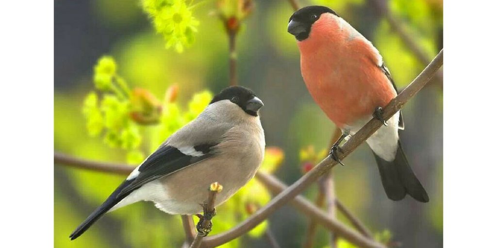 Did you know the portly bullfinch mates for life? It's rare to see an individual, as the pairs stay together by constantly whistling to one another.