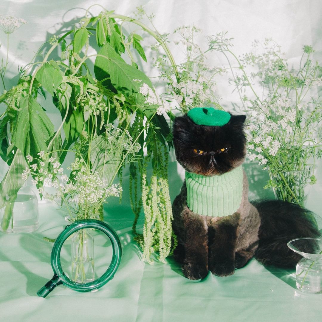 WordSaladAU's tweet photo. How to wear green on St. Patrick's Day without looking like a human cucumber? Ask @muaddibthecat. https://t.co/7v0t6Dxx2G
