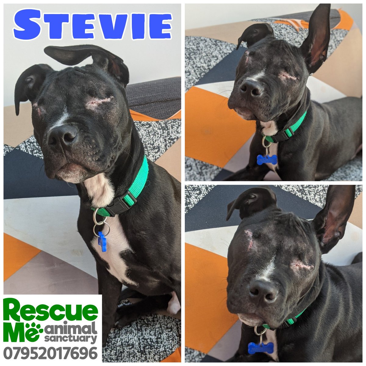 rescuemeanimal's tweet image. Stevie is still looking for his forever home! We would consider a home without dogs if people have researched blind dogs needs. He is 5 months old &amp;amp; a total sweetheart #AdoptDontShop #MondayMotivation #mondaythoughts #dogsoftwitter #MondayMood #BlindDog #AdoptMe