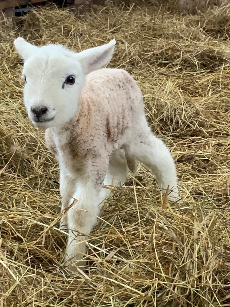 farm_picks's tweet photo. We are well and truly into lambing now! Goodbye sleep 😴 #lambing2020 #organic https://t.co/nsrZJEoTMb
