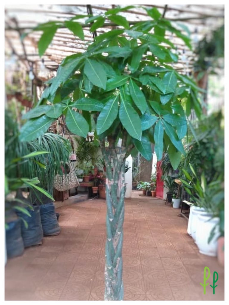 PlantTweeple's tweet photo. Pachiras - back in stock! https://t.co/aBe0uDRCz8