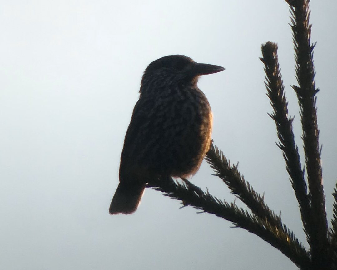 Estonia day 4 and this Nutcracker posing at first light was a good start to the day. Middle Spotted Woodpecker, europaea race Nuthatch and many Great Grey Shrikes and White-tailed Eagles were other highlights. Tundra Beans, White-fronts &amp; Bewick’s Swans also now passing northward