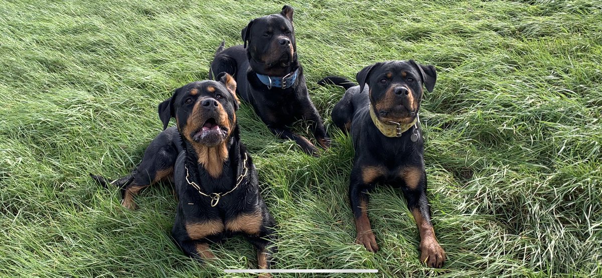 gingerwarrior77's tweet photo. @JodieMarsh Here is my 3 https://t.co/FA03MT27ve