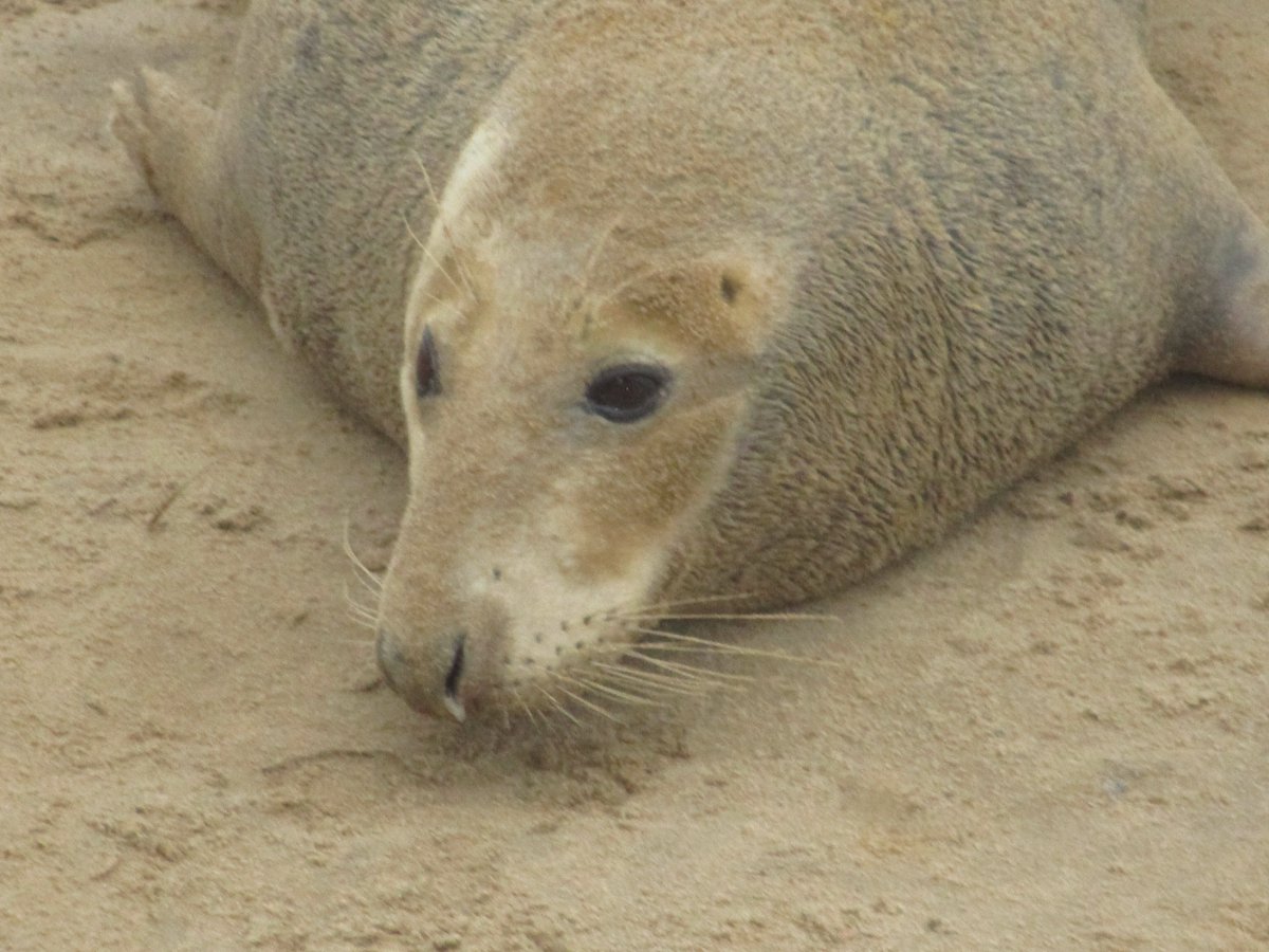 Lincolnshire Wildlife Trust's appeal for volunteer seal wardens (Oct-Dec, 2020) at Donna Nook between Cleethorpes (near Grimsby) and Mablethorpe.
Report at
Thewryneck.blogspot.co.uk