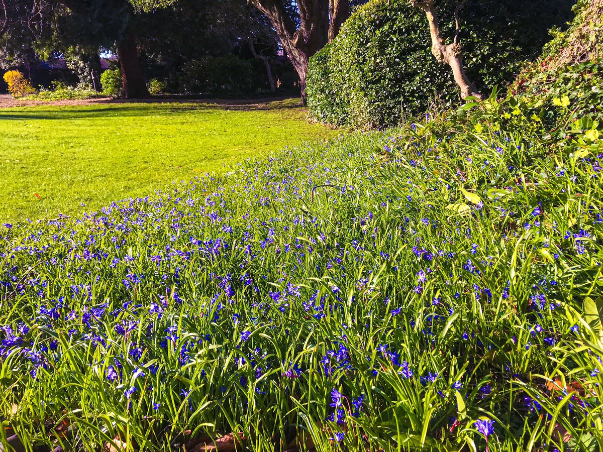 DeanCloseVenues's tweet photo. Something to spread some joy this morning - Crocuses in the Dean Close House garden in full bloom 🌷🌞@DeanCloseVenues @TheSchoolsEnte1 @DeanCloseCater @DeanCloseSchool @OldDecanians @DeanCloseSport @SchoolHire https://t.co/WqkMnT0obq