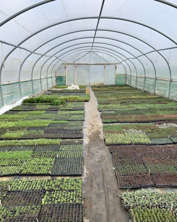 pepperpotherbs's tweet photo. @irishhatgirl @PowersFlowers @MadsMcKeever @TheGreenApron_ @ChilternSeeds @IrishSeedSavers @nickykylegarden @greenparty_ie @Quickcrop We thought we’d start with these 😉
#LetsGrowSomething https://t.co/fNzTrBvrg1