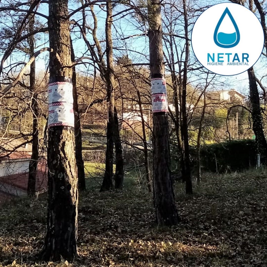 HigieneNetar's tweet photo. Avui lluitem contra la #larva de la #processionària del #pi.🐛
••
ℹ️ Aquesta #plaga és un #perill per a totes les persones, però especialment greu pels #nens i #mascotes ja que la seva curiositat els impulsa a tocar-les. 📢Tingueu cura! https://t.co/achcJcFtrW