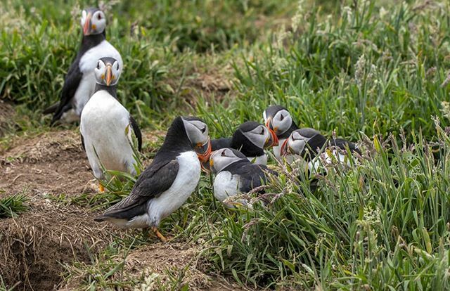 Jeff_Kirby1's tweet photo. Hey, i wouldn't call that social distancing! Stay safe everyone.
.
.
.
@BBCSpringwatch #BBCWildlifePOTD #appicoftheweek #nature #allnatureshots #nature_brilliance #naturephotography #nature_perfection #wildlife-photography #ig_nature @bbcearth #earthcapt… https://t.co/W2FqMZQivN https://t.co/x5E6cZ9BjI