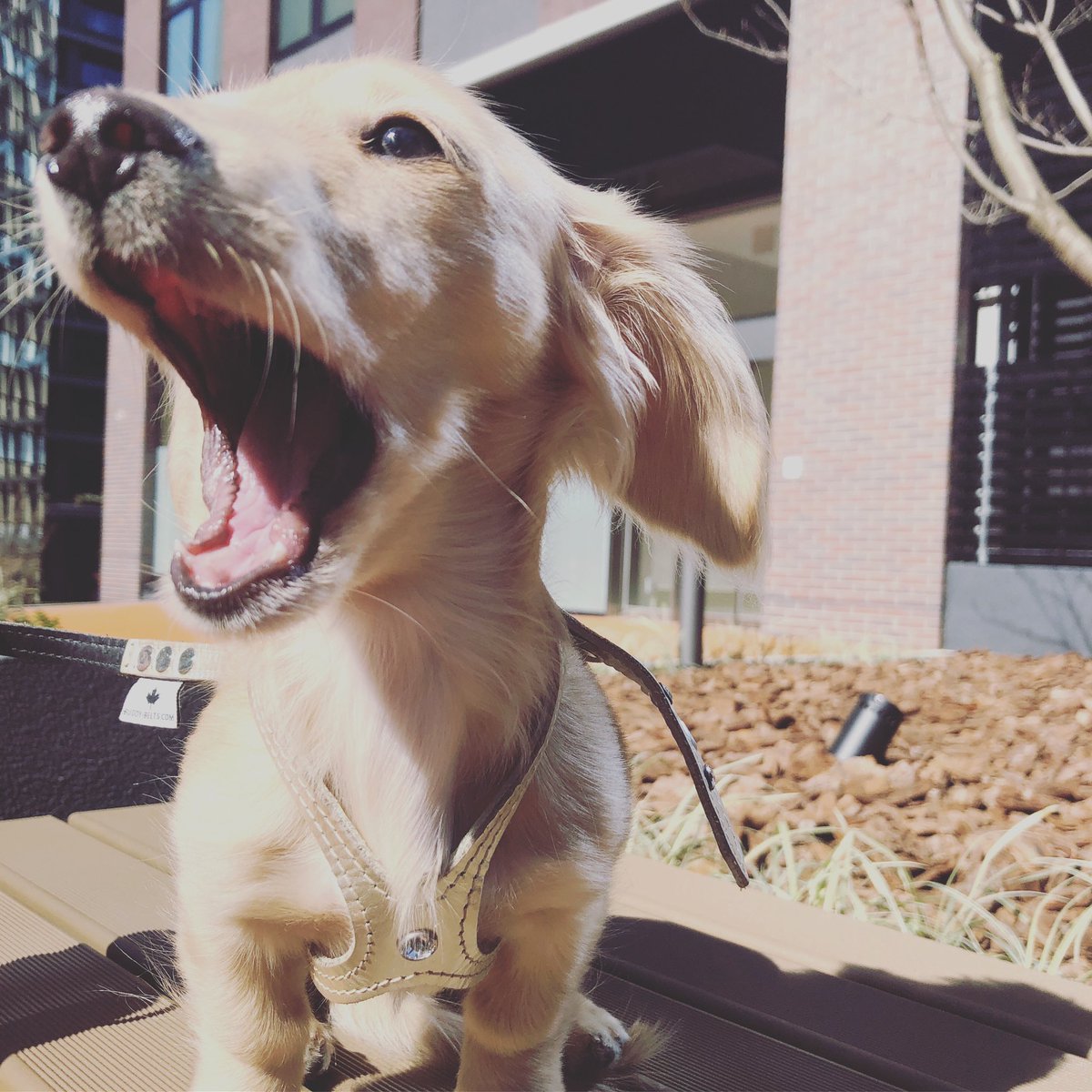 愛犬が可愛くて仕方ない
