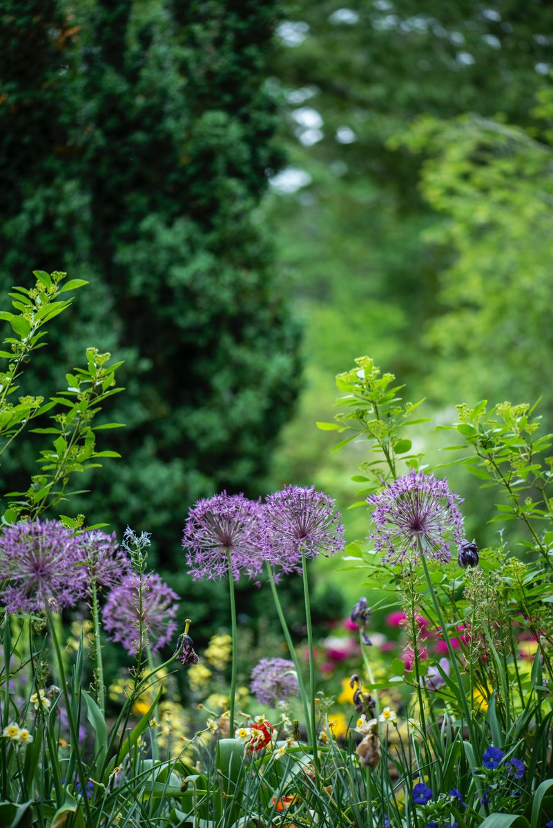 #RosemaryVerey was a #plantswoman, #garden designer and #author who many created #beautiful gardens. 

In this issue of #OXHomes, we're celebrating the stunning work that she did, along with offering you the chance to #win a fabulous prize: bit.ly/2UclonE

🌼🌷🌺💐🌻